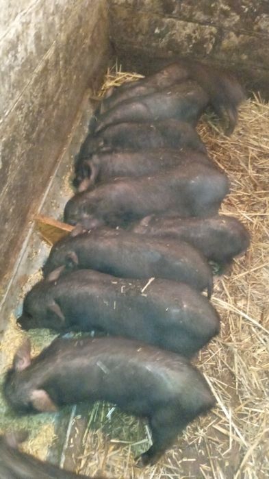 Продам поросяток