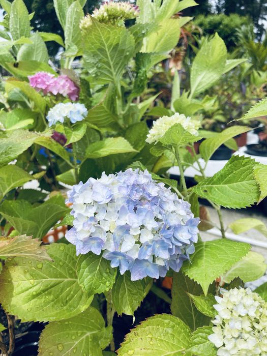 Hortensias box 12 unidades