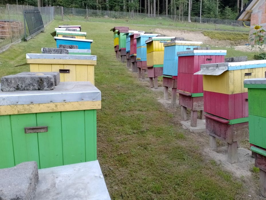 Ule, pszczoły,miód,pasieka,wosk,węza,pszczelarstwo,ramki,wielkopolskie