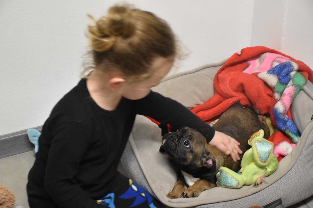 buldog francuski samczyk CUDOWNE szczenię + paszport