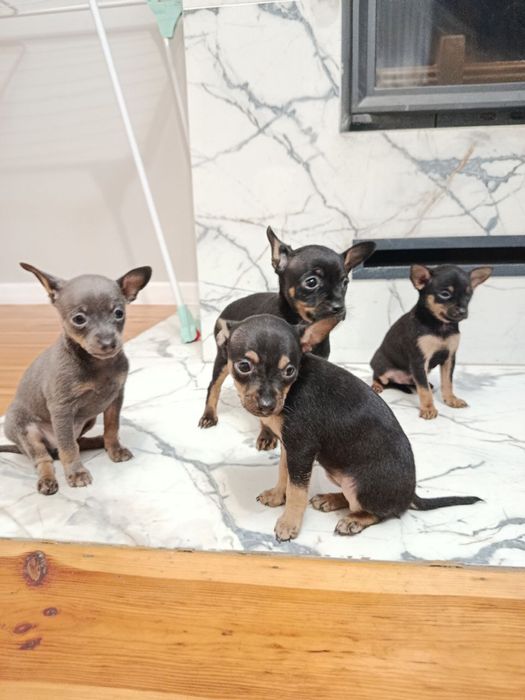 Продам щеняток російський той-терʼєр,тойчик,цуценятка