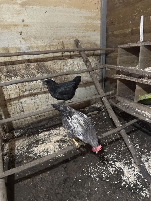 ovos de galinhas raças cruzadas