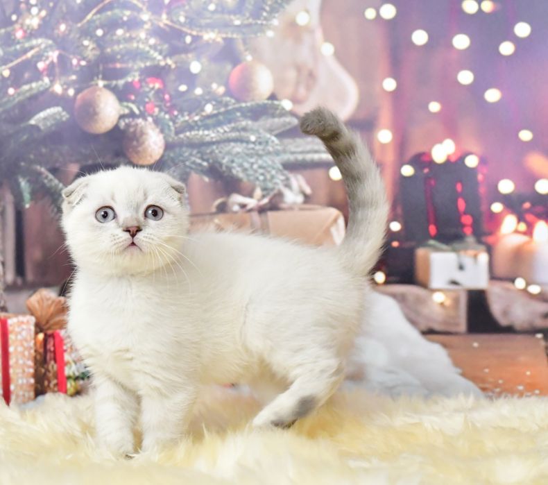 Шотландский мальчик