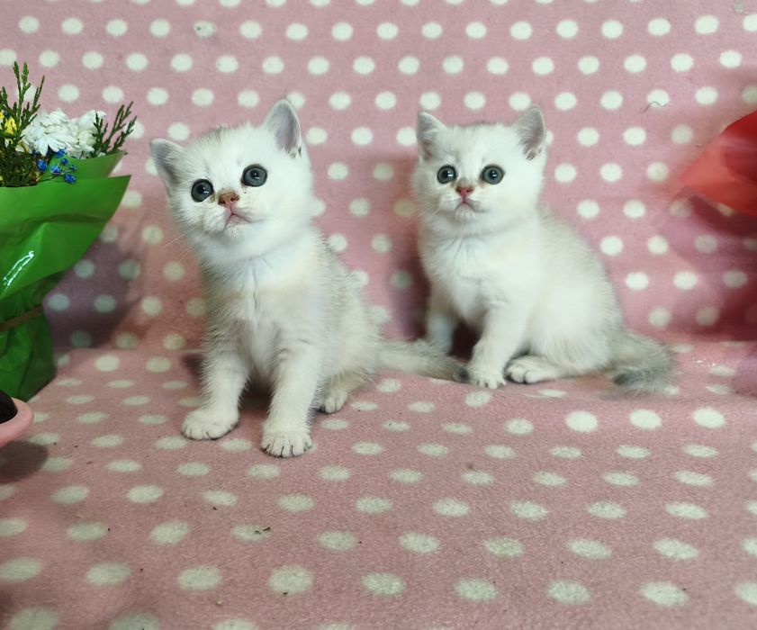 Золота шиншилла кошенята