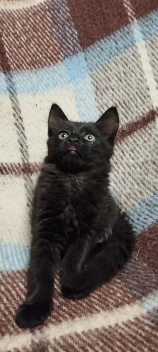 Кошечки Котики Комочки щастья