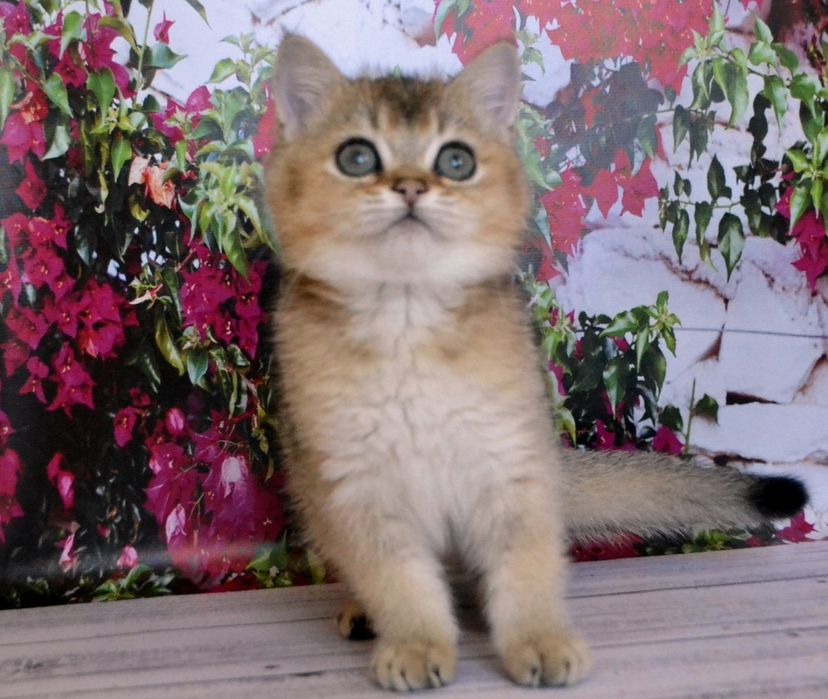 Чарiвний кошенятко золотий шиншила