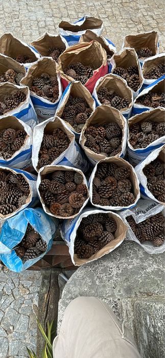 Pinhas para venda
