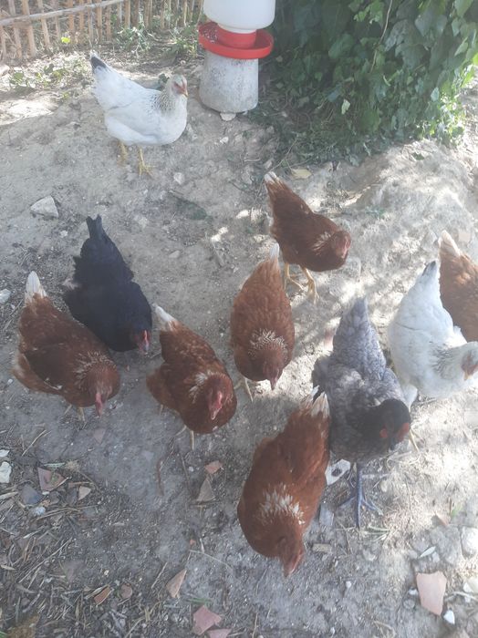Galinhas poedeiras 5 meses