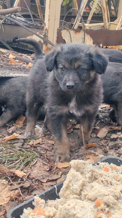 Щенки на выбор, добрым людям