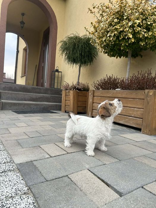 Jack Russell Terrier