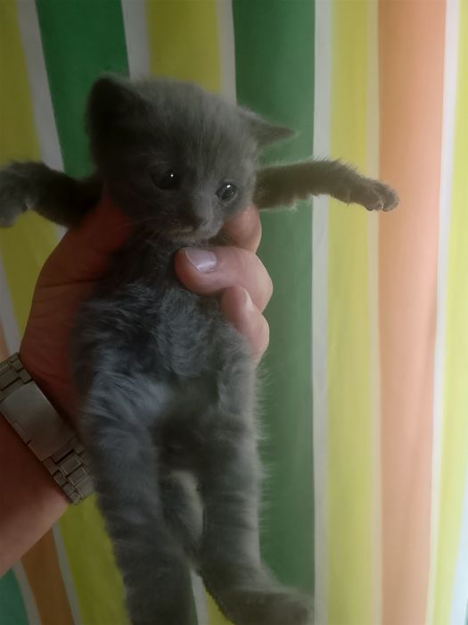 Віддам в добрі руки