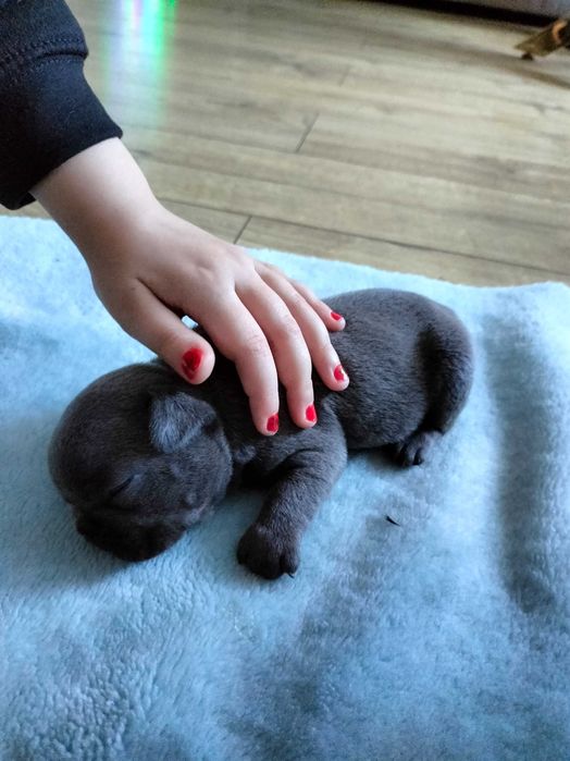 Buldog francuski blue