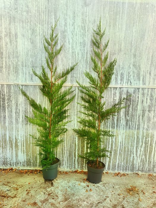 Cedro leylandii.