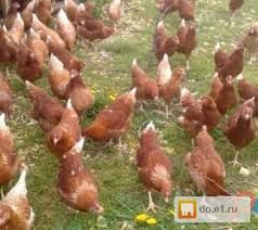 Куры 100 грн за голову