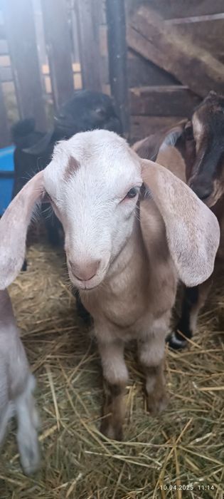 Цап, цапик, козеня заанено-нубійська порода, порода