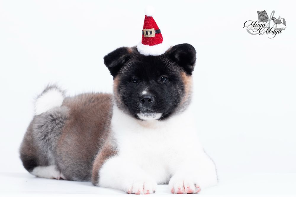 Американскька акіта/ американская акита / american akita