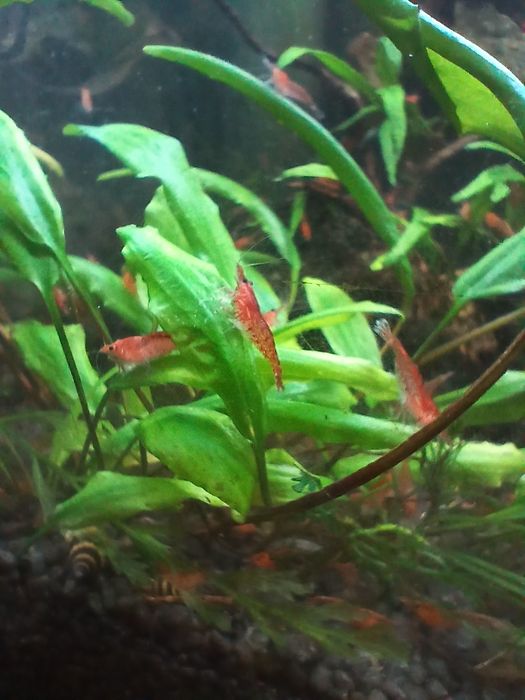 Krewetki Red Cherry