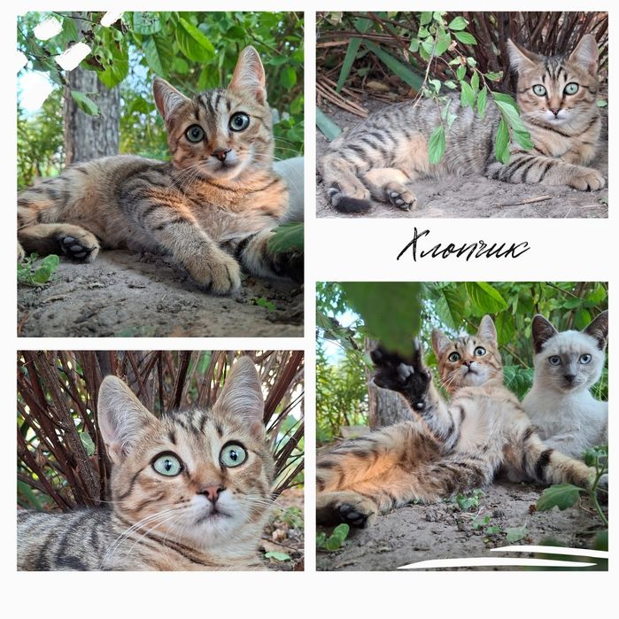 Кошенята — тигрик і чорна дівчинка