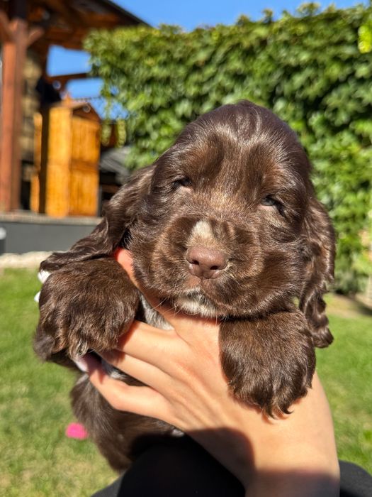 Cocker spaniel angielski czekoladowy