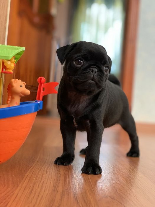 Бомбезні мопсики