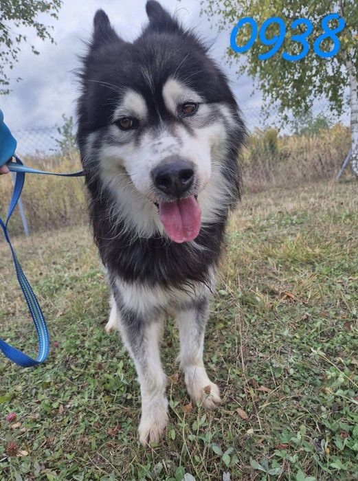 Vidar szuka domu !!!