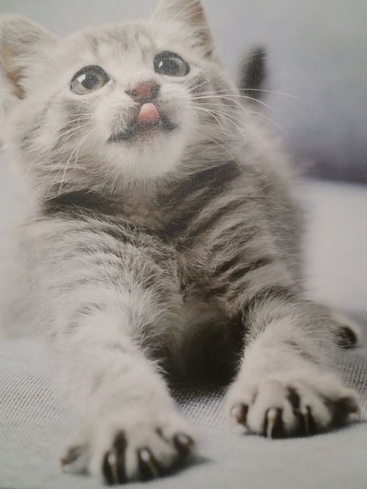 Obraz grafika na płótnie Kotek