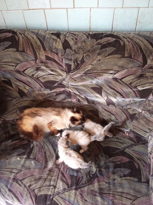 Продаються котики