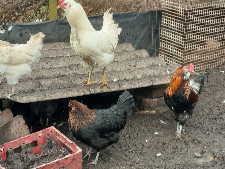 Jaja lęgowe araukana ogonisty