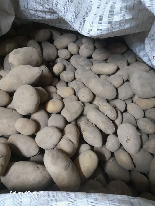 Ziemniaki odpady, paszowe