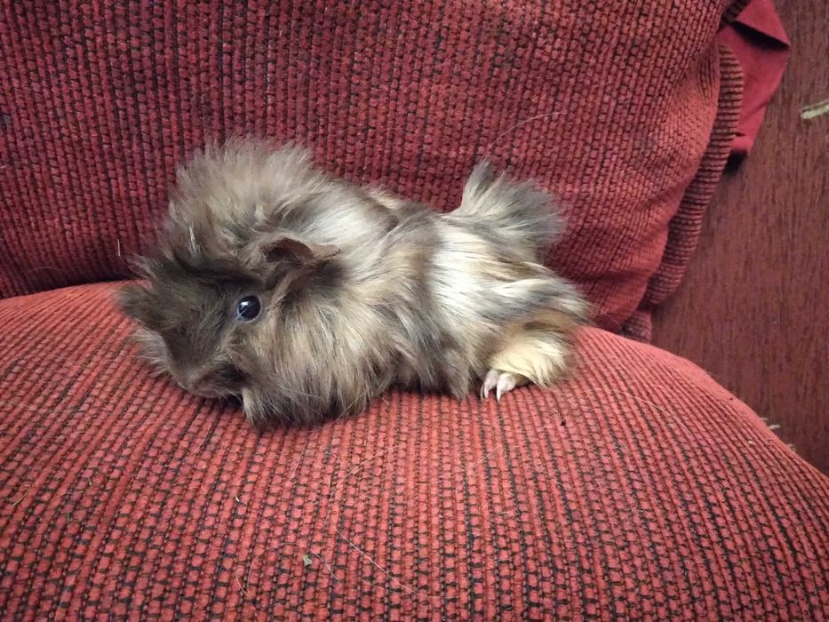 świnka morska, świnki morskie peruwianki