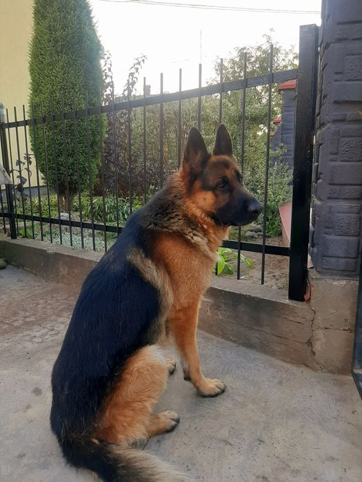 Кобель для злучки