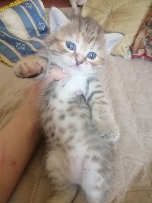 Скоттиш фолд, скоттиш фолд вязка