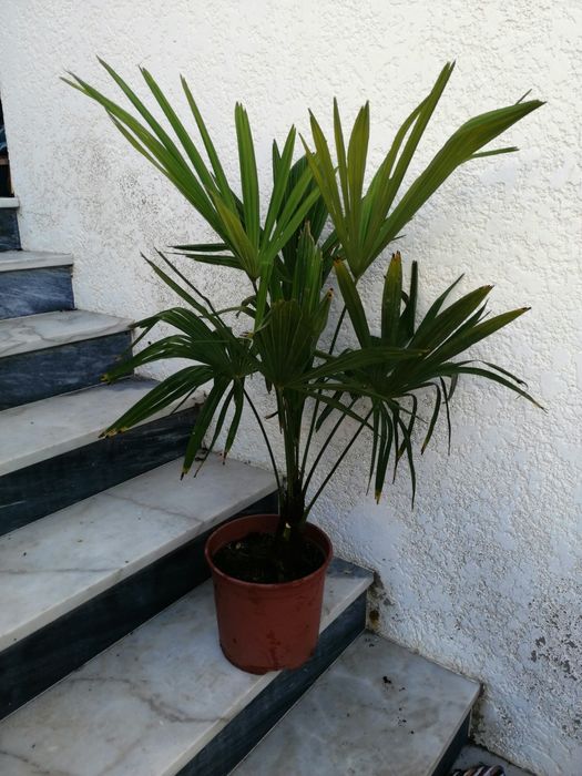 Palmeiras de vários tamanhos e preços