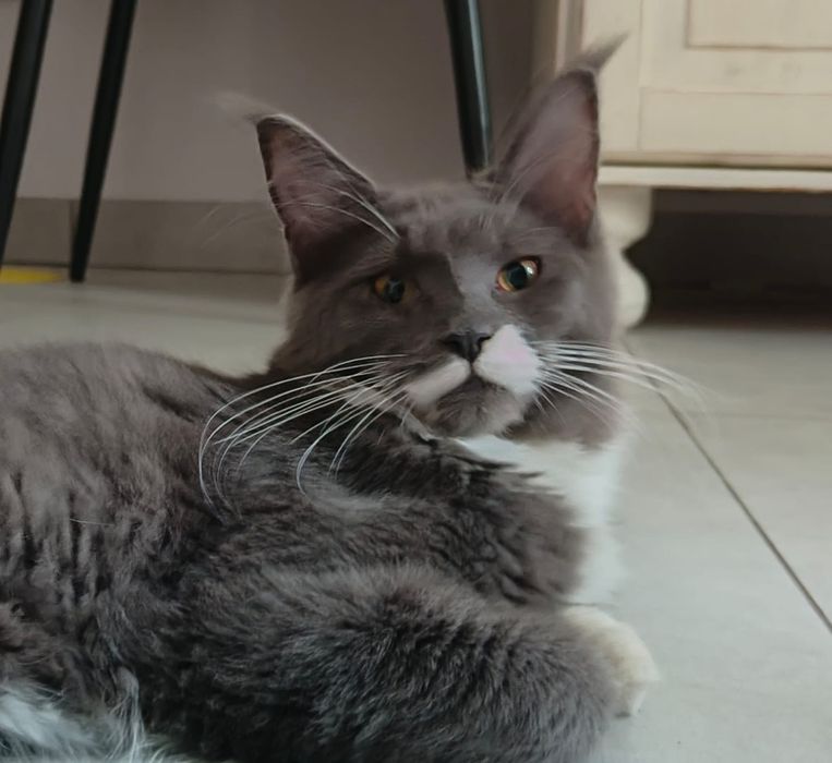 Kotka Maine Coon - Rodowód FPL
