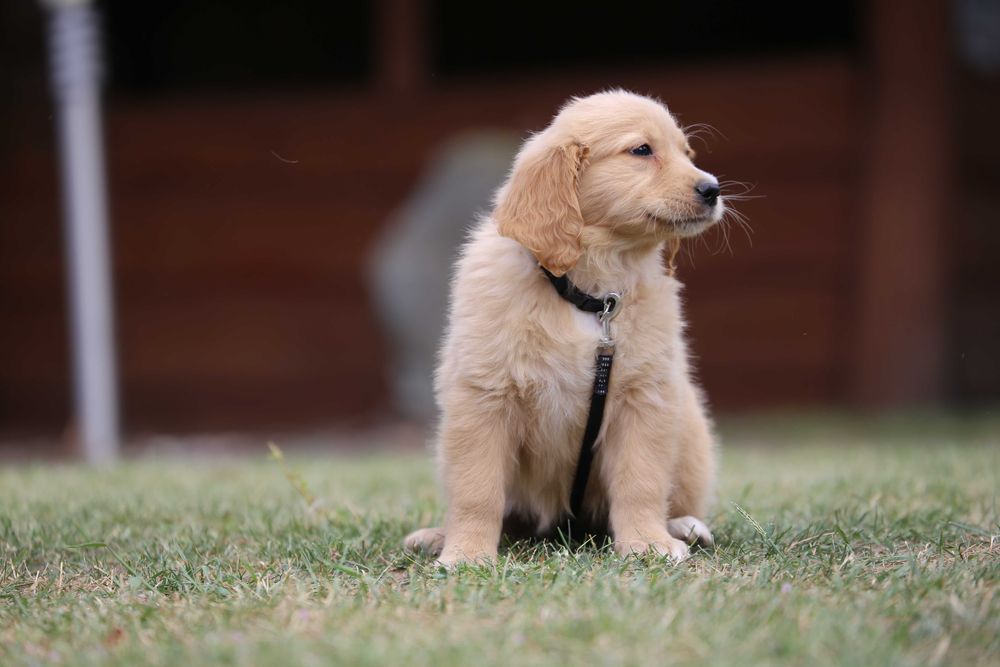 Golden Retriever szczeniak suczka