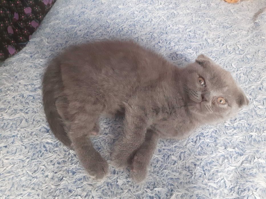 Британські котята