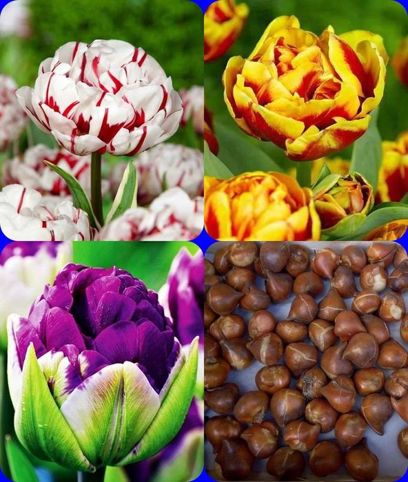 Tulipany pełne Carnaval de Nice, Negrita Double Focus 60 szt za 60 zł