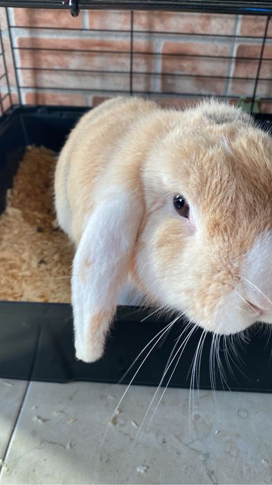 Coelha Holland Lop e Gaiola