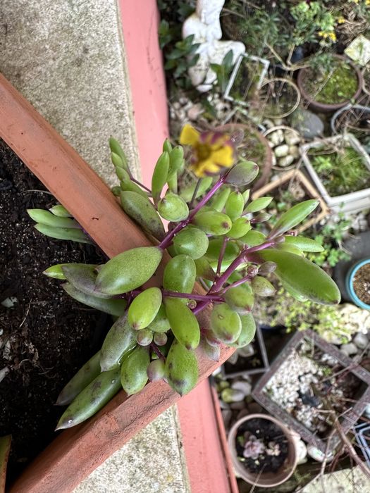 Suculentas colar de rubi