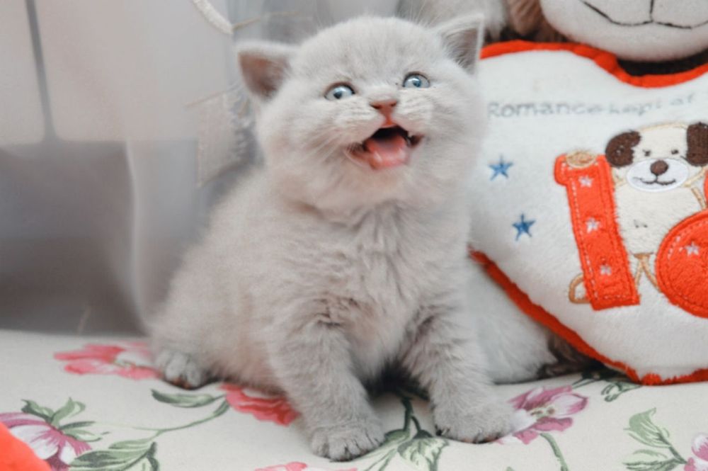 Чистокровні хлопчики.голубий,та ліловий