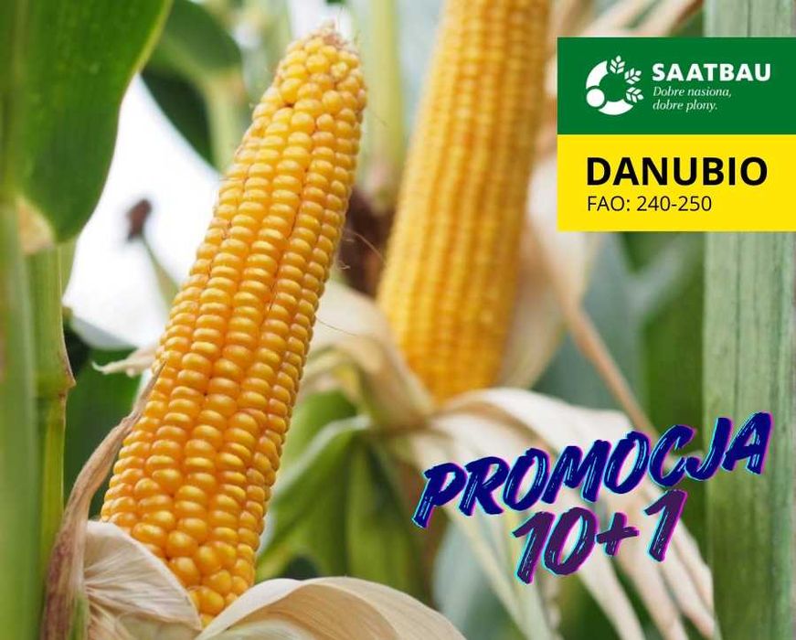 Materiał siewny kukurydza Hulk Rosomak Danubio 80 tys nasion