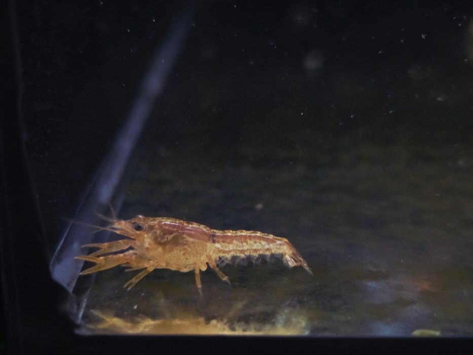Raczek CPO  (Cambarellus patzcuarensis orange)