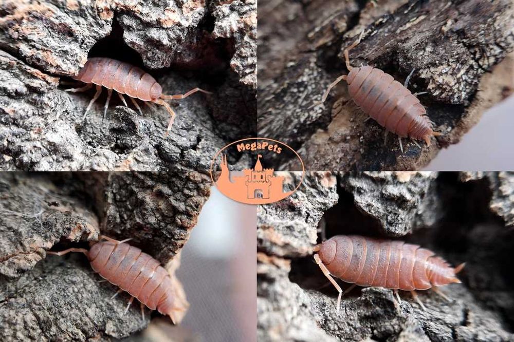 Porcellionides pruinosus Skoczogonki Ślimaki Mrówki Ekipa sprzątająca