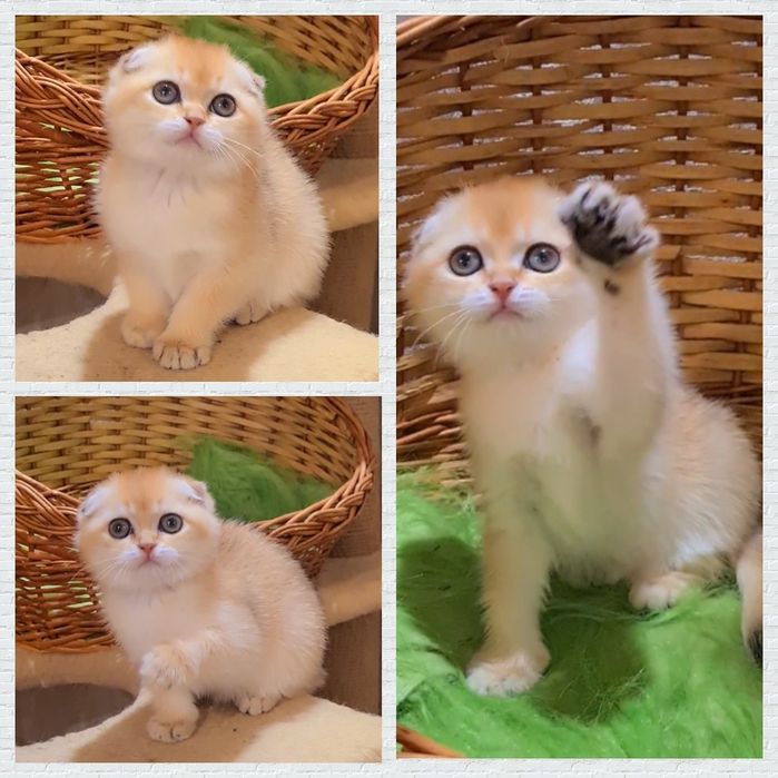 Шотландские малыши золотая шиншилла