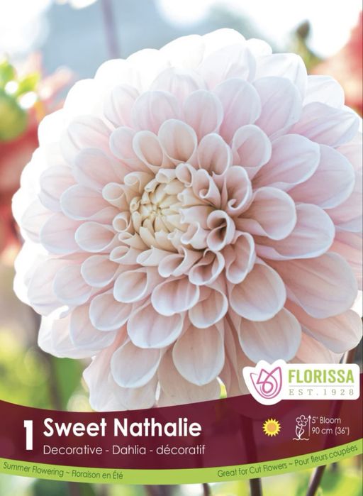 Жоржина клубні Нідерланди