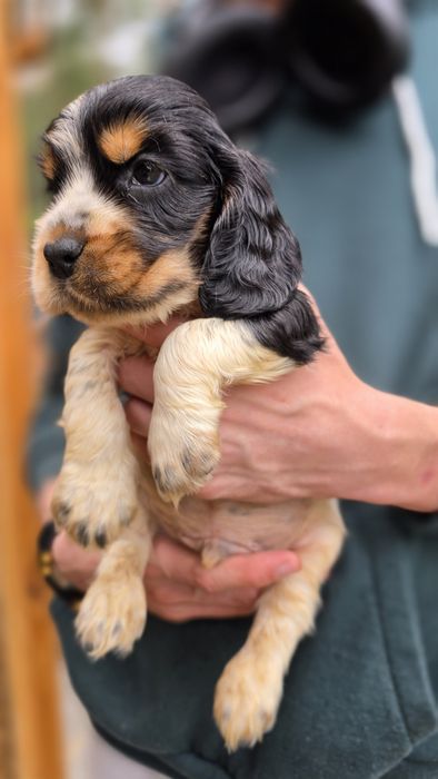 Cocker spaniel angielski, piesek tricolor, rodowód