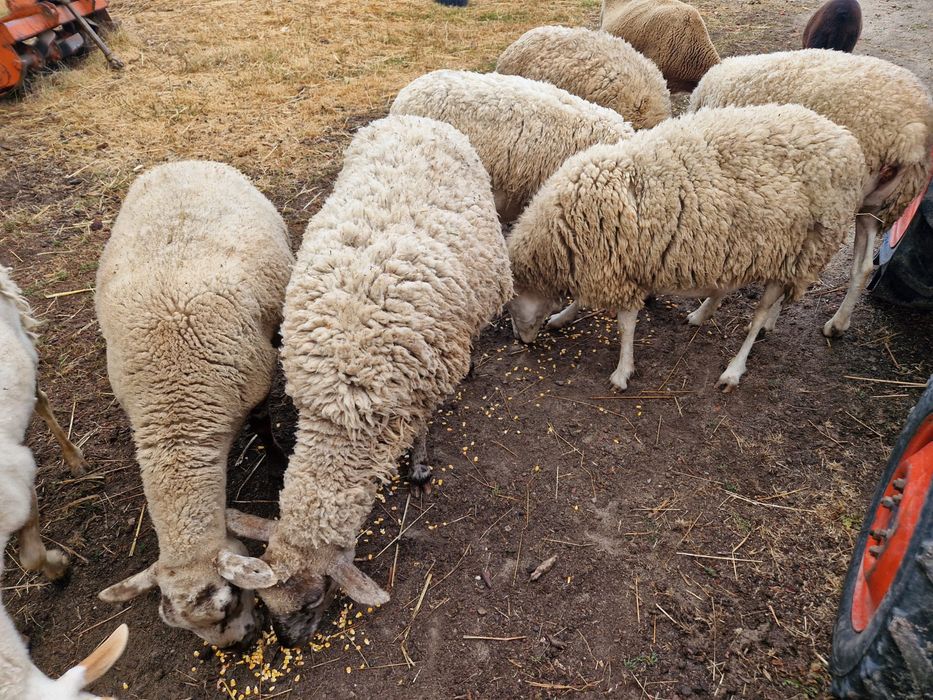 Vendo ovelhas cruzadas de lacaune