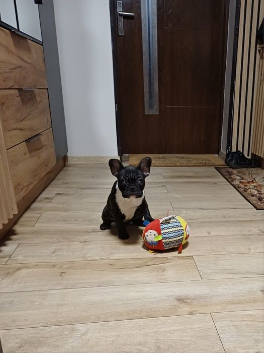 Buldog Francuski suczka