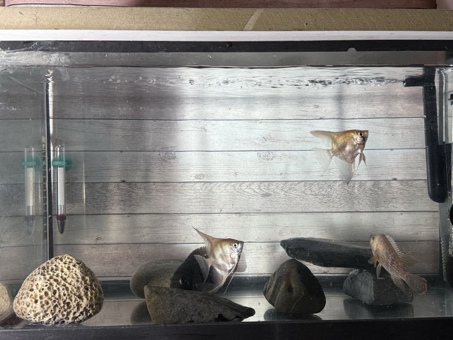 Aquario Completo com Peixes