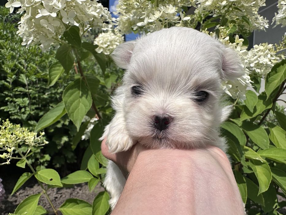 Відкрито бронювання на хлопчика мальтезе Mini Baby Face!